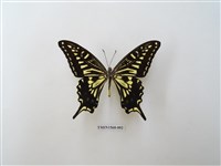 柑橘鳳蝶藏品圖，第2張